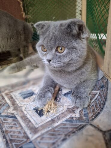 сиамская кошка: Скотиш Фолд (Шотландская вислоухая), 3 месяца, Мальчик, Голубой