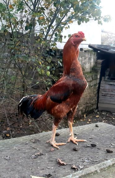 Xoruzlar: Salam Heyratı beçə 80 Heyratı sarıfete Fotoşəkillər Samsung Galaxy A7 — 4