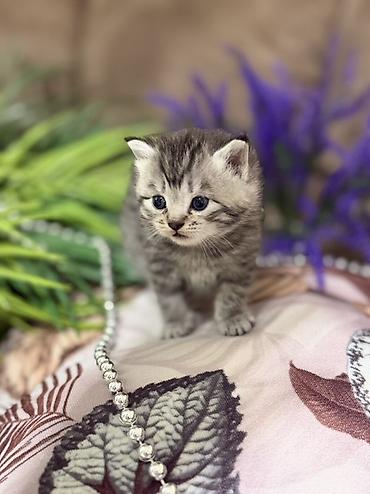 Продажа кошек: Шотландские котята (скоттиш-фолд/скоттиш-страйт), окрасы серебристый — 2