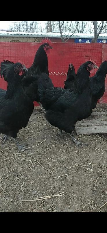 Куры, петухи: Продаю | Куры | Для разведения — 9