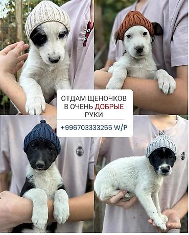 Отдам щенков в очень добрые руки. Описание: - Милые разнопёстрые