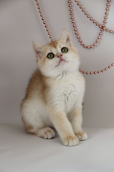 Продажа кошек: Британская короткошёрстная, 1 месяц, Мальчик, Золотая шиншилла — 4