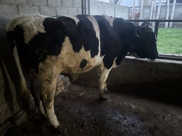 поилки для коров: Продаю | Бык (самец) | Голштин