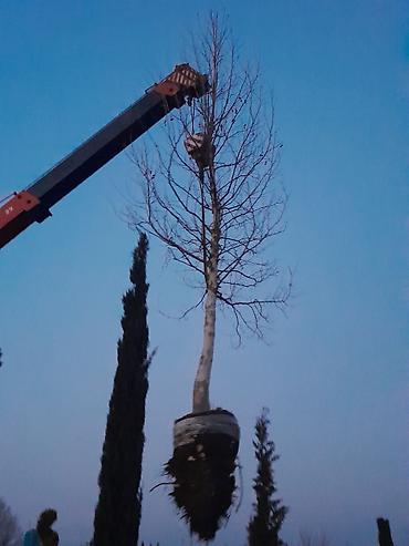 Tinglər: Salam isdenilen nov meyve tinglerini ve dekorativ aqaclari tam orjinal — 1