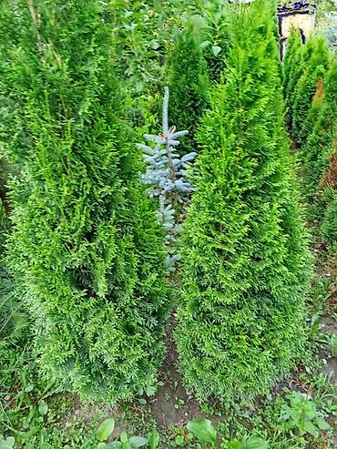 Декор и интерьер: 🌿 Жашыл көрктүү көчөттөр сатылат! 🌿 ✅ Туя Смарагд – бийиктиги 80 — 7