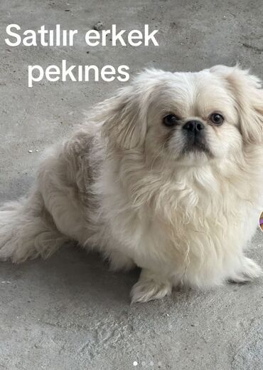 İtlər: Pekines, 1 il, Erkek, Peyvəndli, Ünvandan götürmə