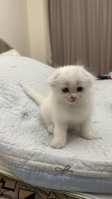 кошка пушистая: Скотиш Фолд (Шотландская вислоухая), 1 месяц, Девочка, Белый, Приучена к лотку — 3