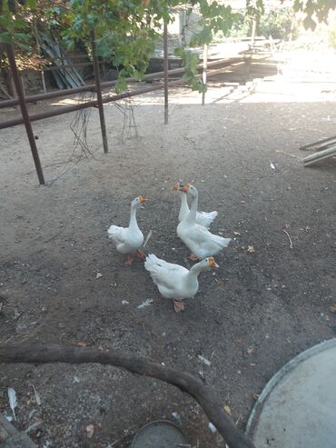 qazl: 🦆 **Linda cinsindən iri qazlar satılır!** 🦆 Təmiz kənd şəraitində