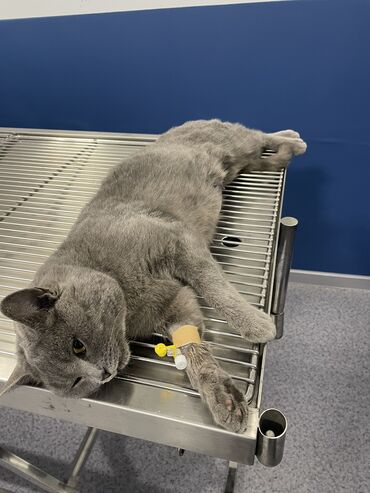 Услуги ветеринара: Ветеринарная клиника 🐱🐶🐏 Лечение домашних животных 🩹🩺 - Хирургическое — 8