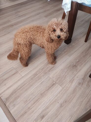 şirin itlər: Pudel, Ünvandan götürmə lalafo.az -da şirin itlər: Pudel, Ünvandan götürmə