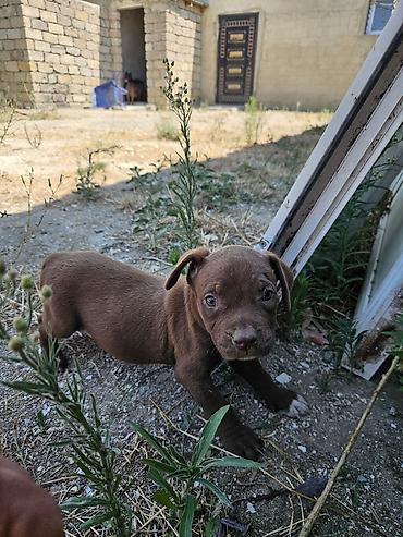 cane corso yavru: Cane corso balasi 1ay yarimligdi disidi qara erkeyide var qiymetde — 1