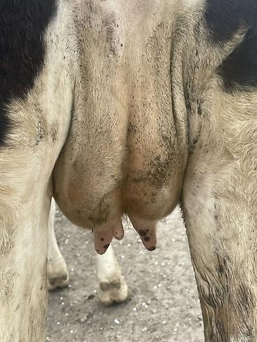 Коровы, быки: Продаю | Корова (самка) — 7