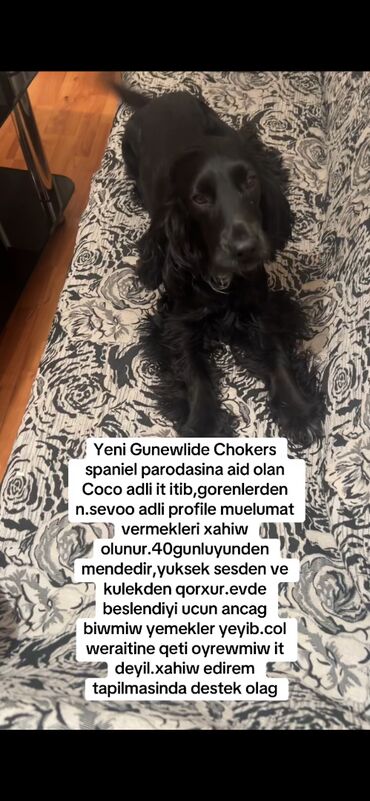 koker spaniel satilir: Koker spaniyel, 3 il, Erkek, Ünvandan götürmə