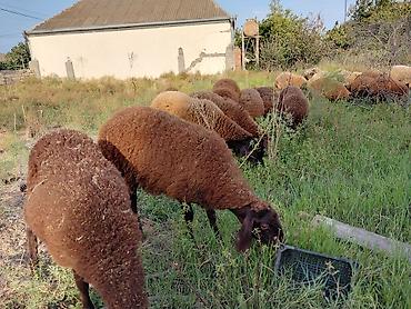 it satisi baki: Dişi, Qala, il: 1, 50 kq, Damazlıq — 6