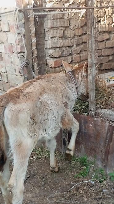 Коровы, быки: Продаю | Тёлка — 8