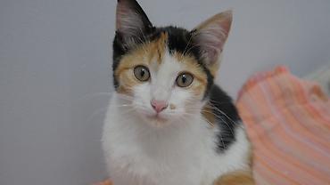 сиямский кошка: Кошка даром: Беспородная, 4 месяца, Девочка — 4