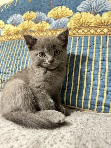 в какой приют можно отдать собаку: 2 месяца, Мальчик, Биколор, Приучена к лотку