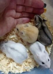 белые крысы: Продаются сирийские и джунгарские хомячки. Ручные не кусаются. Есть