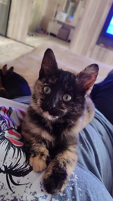 котята донского сфинкса купить: Кошка даром: Беспородная, 2 месяца, Девочка, Приучена к лотку — 7