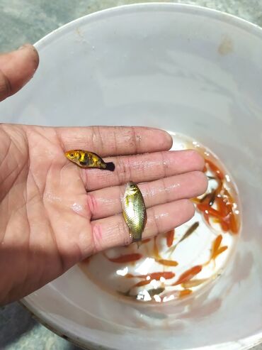 Balıqlar: Qızıl balıq, Sülhsevər, Ünvandan götürmə — 6