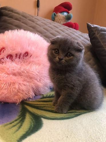 британская голубая кошка: Шотландский вислоухий котёнок (Scottish Fold), окрас — сплошной — 2