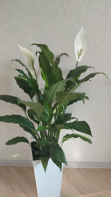 Декоративные цветы: Комнатные цветы — 5