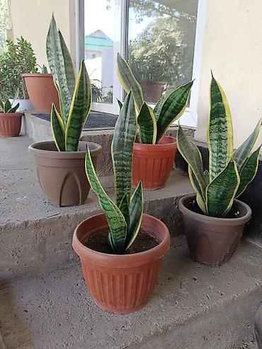 Комнатные растения: Сансевиерия (Sansevieria trifasciata, «щучий хвост», «тещин язык») в — 5