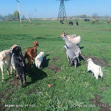 Лошади, кони: Продаю | Конь (самец) | Мерин — 5