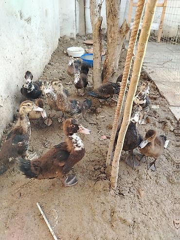 bala ordək: Lal Ördek bala lari tam sağlam dir yerim balaca olduğu ucun satram — 3