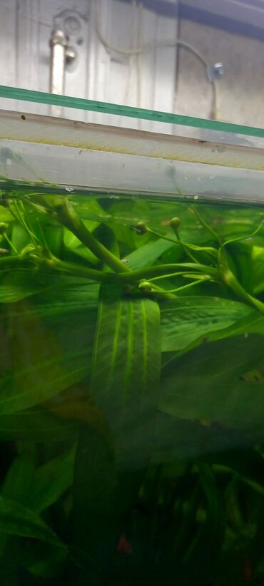 Akvarium aksessuar və ləvazimatları: Эхинодорус уругвайский (Echinodorus uruguayensis) — это крупное