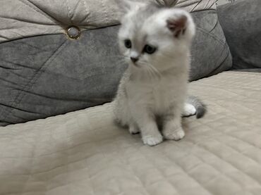 Pişiklər: Şinşilla, Dişi, Ünvandan götürmə — 11