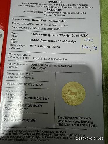 мини собака: Продаю | Кобыла (самка) | Английская | Для разведения | Племенные — 10