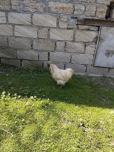 Toyuqlar: Toyuq, Damazlıq, Ünvandan götürmə — 3