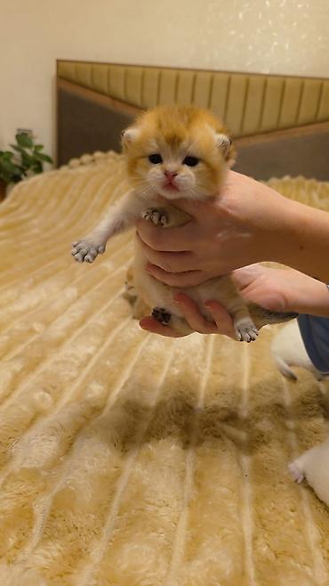 Pişiklər: Şotland, Erkək, Dişi, Yaxşı əllərə, Ünvandan götürmə, Pulsuz çatdırılma, Ödənişli çatdırılma — 7