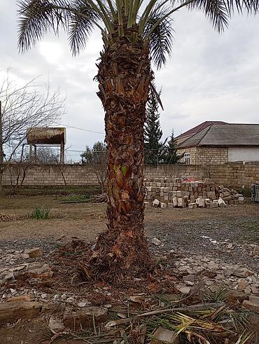 guldəfnə bitkisi: Xurma (xurma xurması) palm ağacı - Növ: Xurma palmı (Phoenix — 2