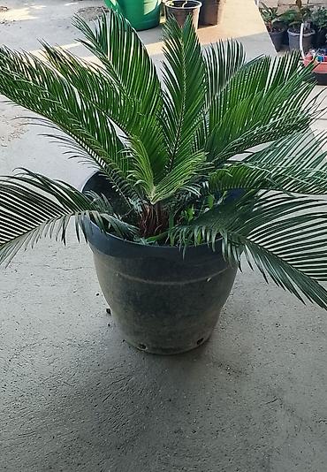 finiks palma: Sago xurması (Cycas revoluta) – iri ölçülü, qara plastik dibçəklərdə — 4