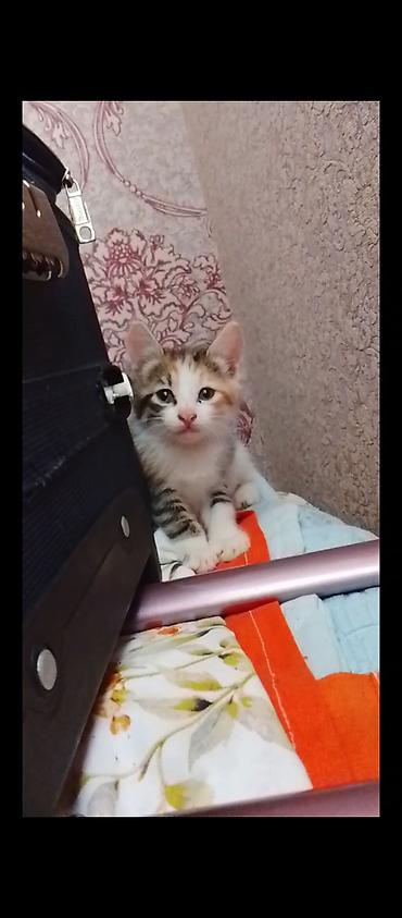 Yaxşı əllərə