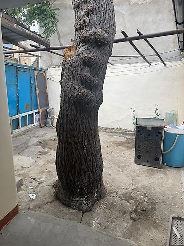 Uzunmüddətli kirayə evlər: 75 kv. m, 3 otaqlı — 2