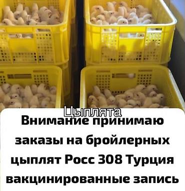 бройлер цыплята: Продаю | Цыплята | РОСС 308 | На забой — 1