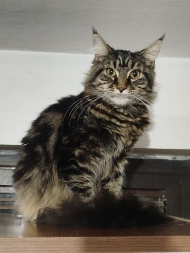 Mačke: Maine Coon mačka – prelepa tigrasta (brown tabby) ženka sa izrazitim — 3