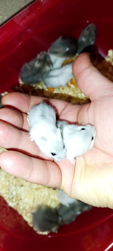 Gəmiricilər: Yeni qəfəs😍 2xomyak ağ və boz🥰 qəfəsin içində Fırlanan çarxı🤩 Su — 11