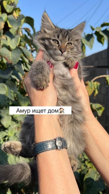 переноска для кошек цена: Беспородная, 2 месяца, Мальчик, Биколор, Метис
