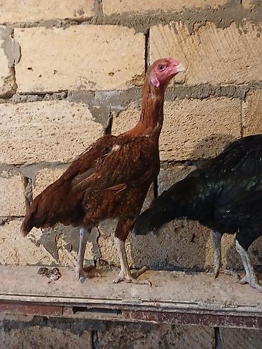 eşşək sudu satışı: Toyuq cücələri, Damazlıq — 1