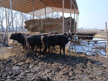 Коровы, быки: Продаю | Бык (самец) | На откорм | Племенные — 13