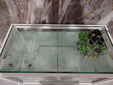 akvarium aksesuarlari: Dördbucaq akvarium, Boş, 202 l, Ünvandan götürmə, Ödənişli çatdırılma — 1