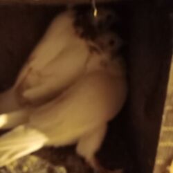 240 hz monitor qiymeti: Смарт браслеты