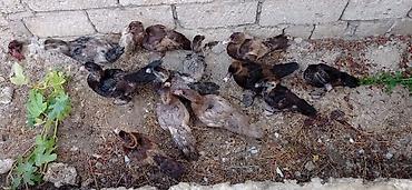 damaz: Musk ördəyi balaları (indo ducklings) - Şəkillərdə müxtəlif rəng — 2