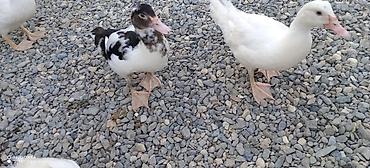 cücə gəncə: Muscovy (Hind) ördəkləri – müxtəlif yaşlarda sürü - Cins: Muscovy — 10