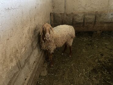 продажа домашних животных: Козуу кочкор
