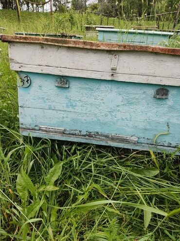 продаю жмых: Продаю улики для пчел и суш цена за ящик уступка есть в наличии 22